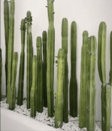 Cactus con luz natural